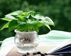去甲醛用植物也好使？ 绿萝24小时去除率达87%-荣