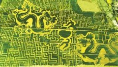 南京毁麦种“景”打造出“双龙戏珠”引争议-荣
