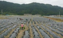 布依山乡秋收冬种忙-荣尚热能