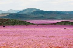 世界最干燥沙漠大雨过后花开遍地 犹如童话世界