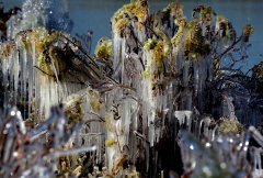 甘肃张掖气温下降 树木植被形成冰挂-荣尚热能