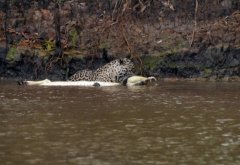 巴西美洲豹水中捕食凯门鳄上演20分钟精彩战斗