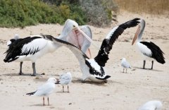 澳两鹈鹕激烈争食上演“探喉取物”-荣尚热能