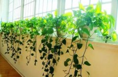 哪些植物最＂吸毒＂?室内植物选择技巧揭秘-荣轩