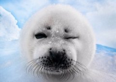 德摄影师抓拍呆萌小海豹顽皮摆造型-荣尚热能