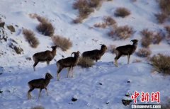 寒冬野生羊戈壁滩雪中觅食-荣尚热能