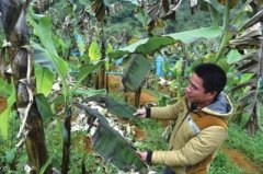 罕见寒潮致部分地区受灾 蔬菜喷防冻液仍被冻烂