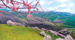 吐尔根的杏花像云霞-荣尚热能