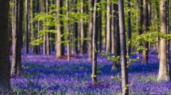 花花世界！全球十大赏花胜地推荐（组图）-荣轩