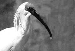 地球是个家，怎能有你没有它？-荣尚热能